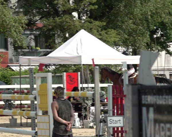 Reitturnier Bregenz 2025