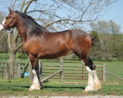 broodmare Belleau G.F. Julie (Clydesdale, 2010, from Glenbuchat)