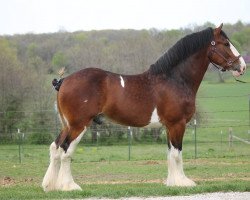 stallion Bandirran Lord Ethan (Clydesdale, 2015, from Great American G.W. Carver)