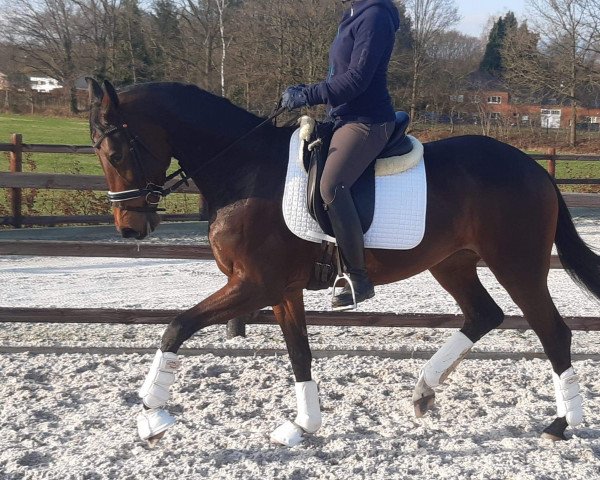 dressage horse Si Belle GLH (Oldenburg, 2016, from Bordeaux 28)