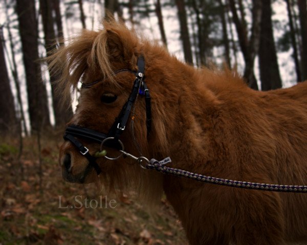 broodmare Fleetwood Ley Magic Touch (Shetland pony (under 87 cm), 2005, from Athelney Phantom)