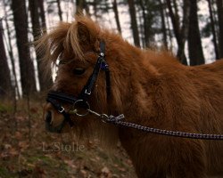 Zuchtstute Fleetwood Ley Magic Touch (Shetland Pony (unter 87 cm), 2005, von Athelney Phantom)