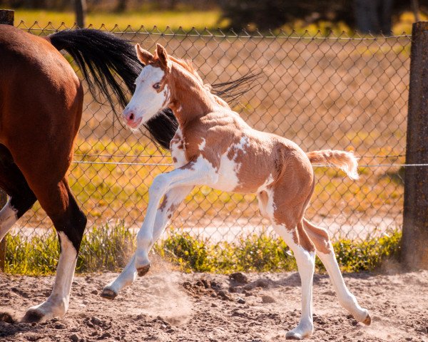 Pferd Darf's ein bisschen mehr sein (Deutsches Reitpony, 2021, von The Braes My Mobility)