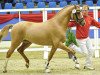 dressage horse Kastanienhof Casillas WE (German Riding Pony, 2014, from Kastanienhof Cockney Cracker)