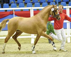 Dressurpferd Kastanienhof Casillas WE (Deutsches Reitpony, 2014, von Kastanienhof Cockney Cracker)