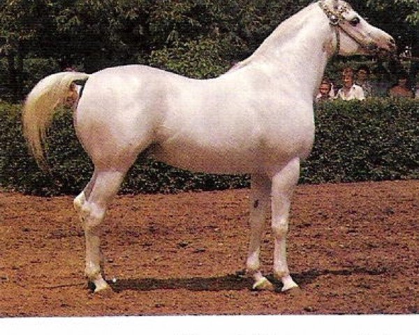 stallion Neapol (Arabian thoroughbred, 1972, from Aswan 1958 EAO)