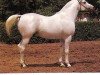 stallion Neapol (Arabian thoroughbred, 1972, from Aswan 1958 EAO)