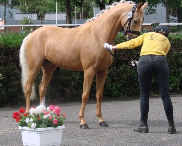 dressage horse Bodethal’s Dream Rubina (German Riding Pony, 2021, from Dream Date 7)
