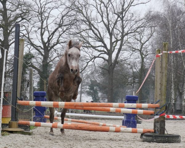 horse Taifun IW (Arabian thoroughbred, 2018, from Tobruk EAO)