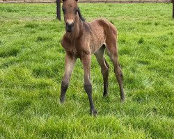 horse Velveteen Dancer (Deutsches Reitpferd, 2021, from Velvet Dancer)