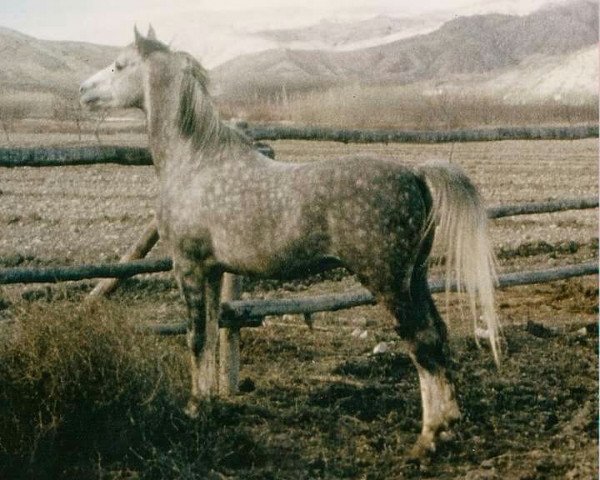 broodmare Qena ox (Arabian thoroughbred, 1973, from Ibrahim II ox)