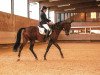 dressage horse Donnatella 33 (Westphalian, 2007, from Don William)