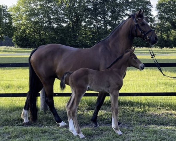 broodmare Contina (Holsteiner, 2009, from Contender)