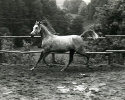 Zuchtstute Estasha ox (Vollblutaraber, 1973, von Shaker El Masri 1963 EAO)