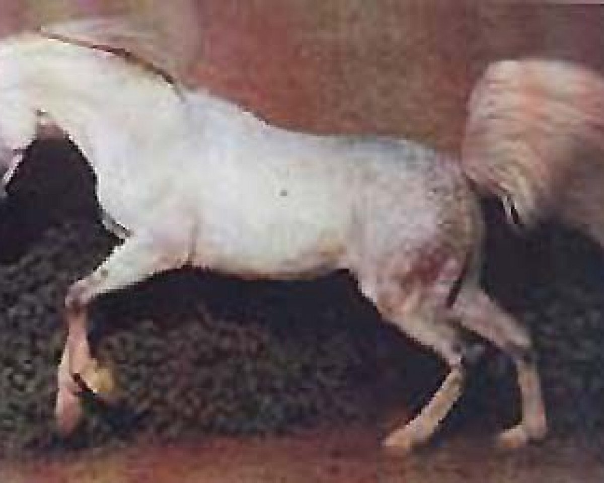 stallion Maklouf ox (unknown, 1980, from Kilimandscharo 1968 ox)