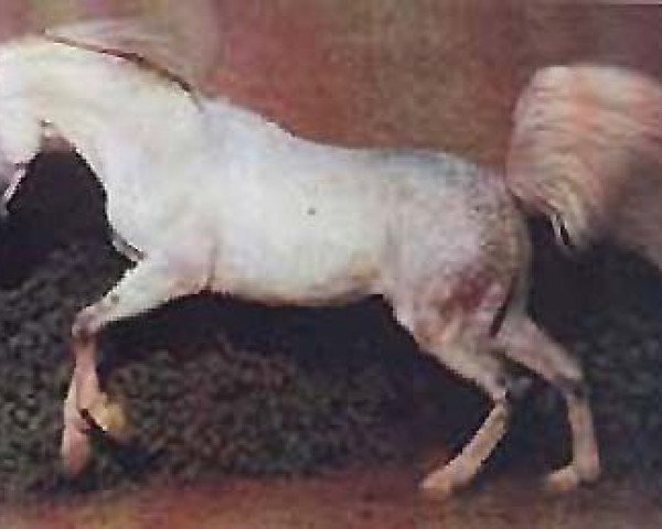 stallion Maklouf ox (unknown, 1980, from Kilimandscharo 1968 ox)