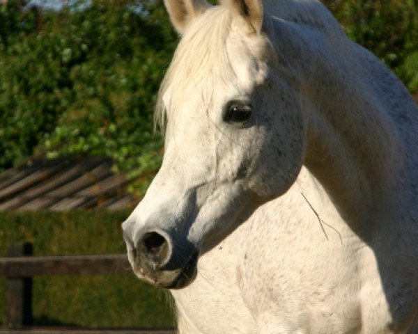 broodmare Fallaha El Maklouf (Arabian thoroughbred, 1992, from Maklouf ox)