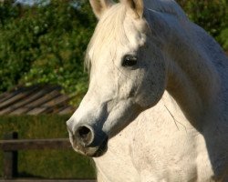 broodmare Fallaha El Maklouf (Arabian thoroughbred, 1992, from Maklouf ox)