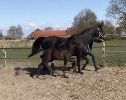 broodmare Dina (Hanoverian, 2003, from De Niro)