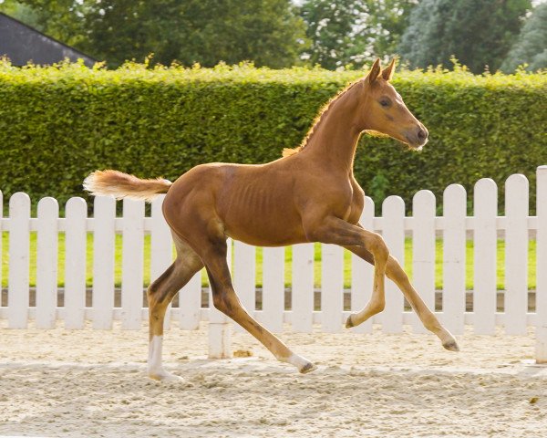 dressage horse Magic Rose G (Westphalian, 2021, from Mclaren)