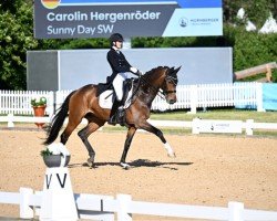 dressage horse Sunny Day Sw (Westphalian, 2017, from Sir Heinrich OLD)
