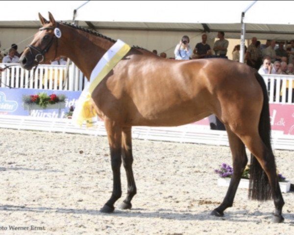 broodmare La Tizia (Hanoverian, 2006, from Lauries Crusador xx)