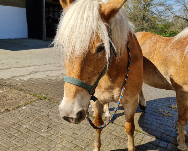 Pferd Nancy GS (Haflinger, 2001, von Nebos I (3,125% ox))