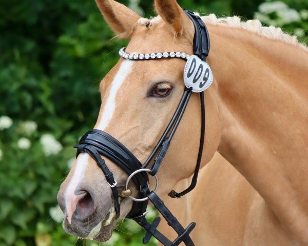 horse Glamour Girl G (German Riding Pony, 2022, from HET Golden Dream)