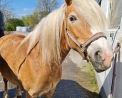 Pferd Alice GS (Haflinger, 2003, von Almbube)