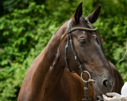 broodmare Safira- P (Hanoverian, 2009, from Swarovski)