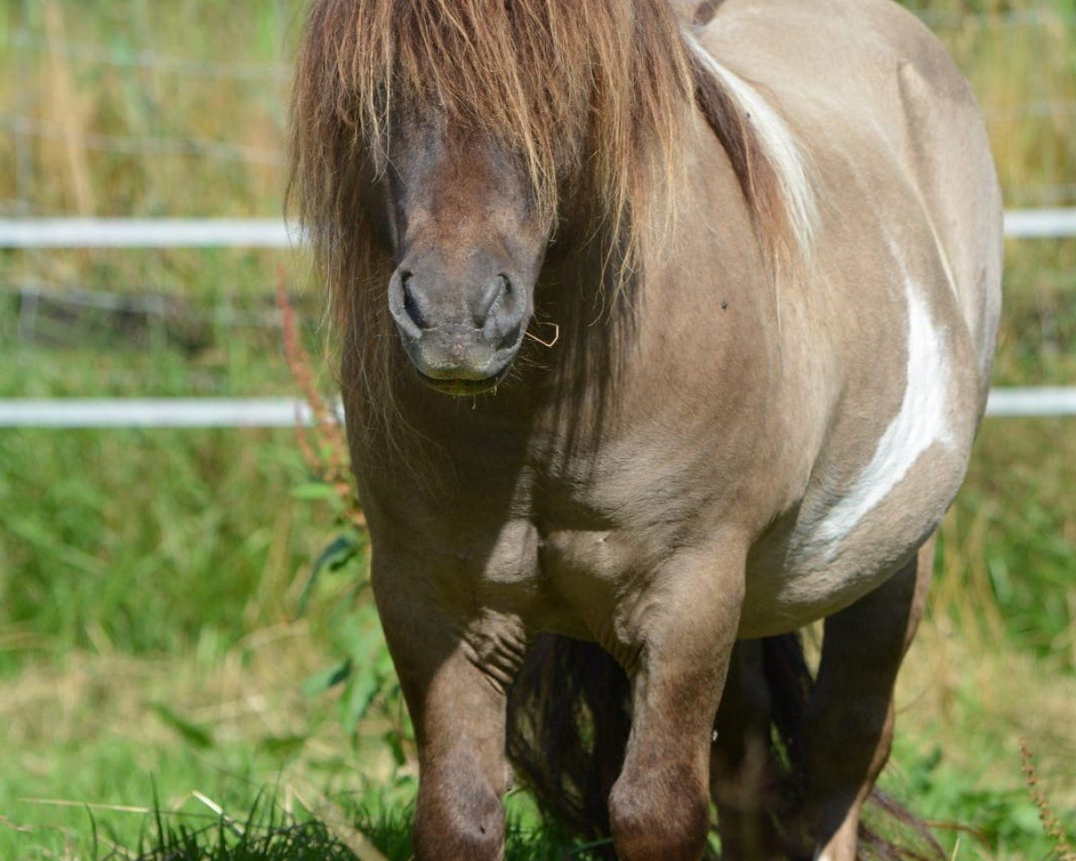 Deckhengst Gigolo vom Fliederhof (Shetland Pony (unter 87 cm), 2010, von Halstock Gabanna Bear)