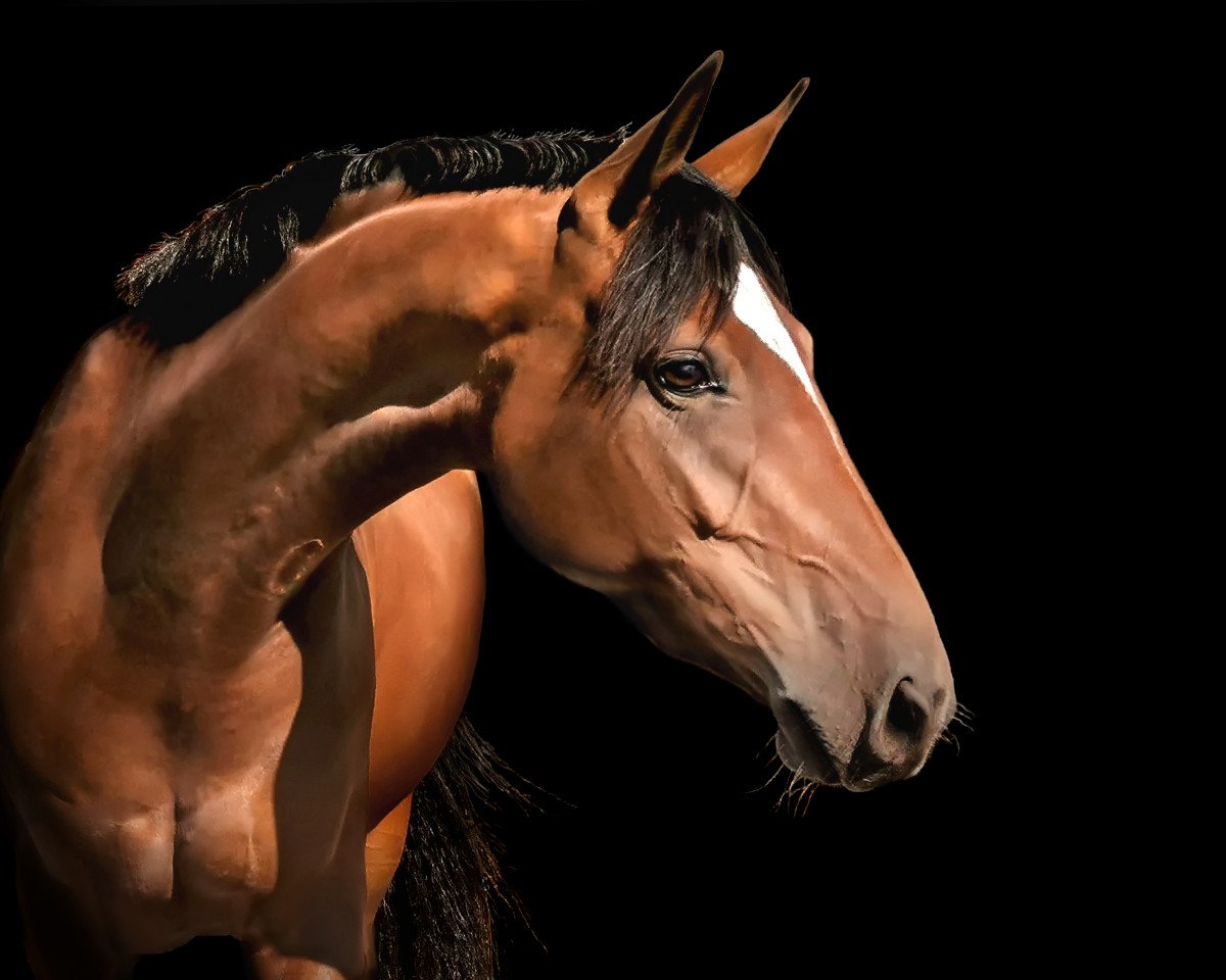 broodmare Volle Lotte (Oldenburg, 2016, from Don Deluxe)