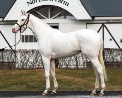 broodmare Hau Nani xx (Thoroughbred, 2015, from Lord Kanaloa xx)