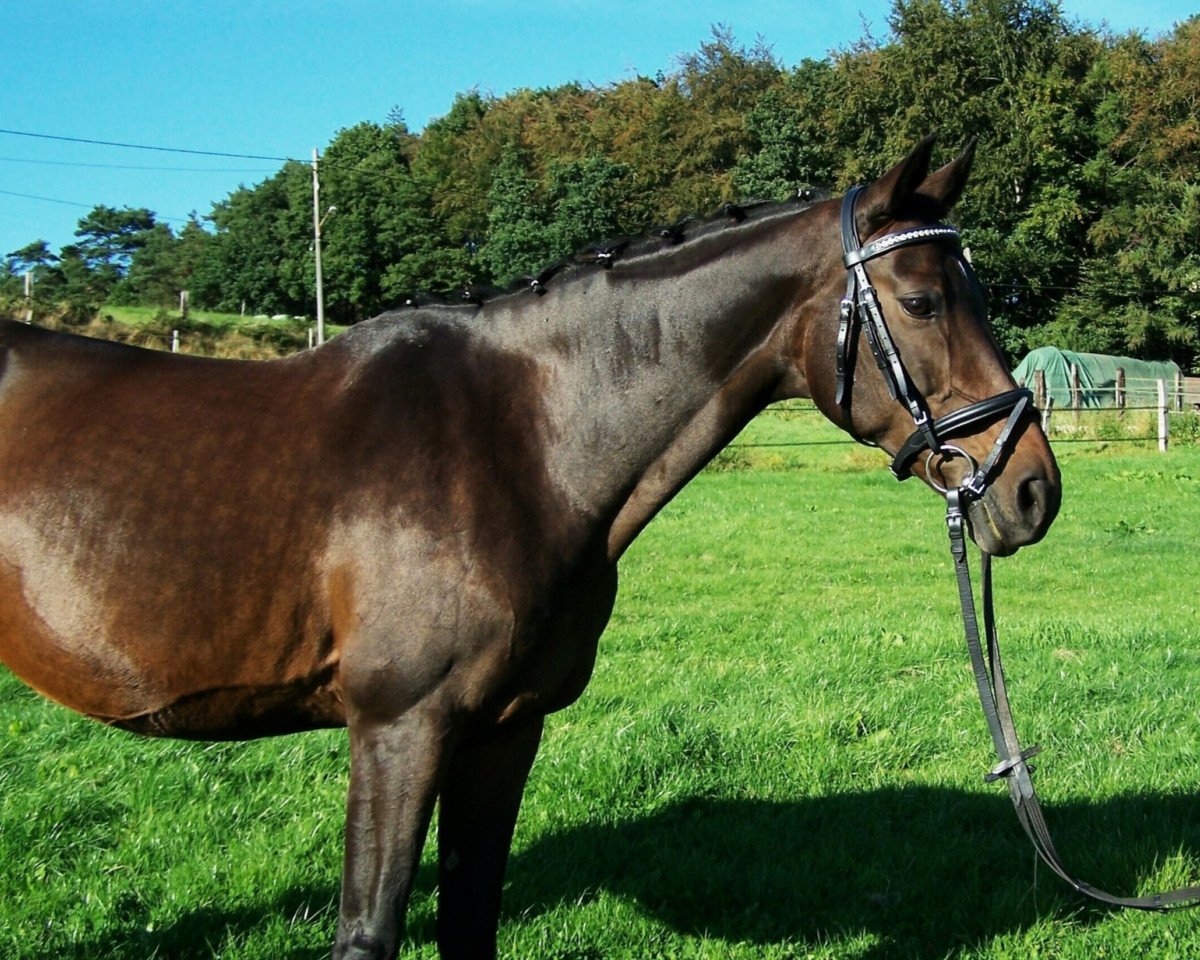 Zuchtstute Schoko D (Westfale, 2003, von Saint Tropez)