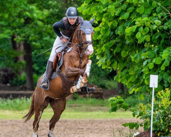 horse Magic Maddy (German Riding Pony, 2020, from Mentos Charmeur)