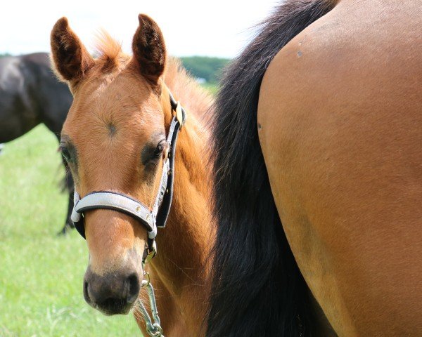 foal by Zuckerstückchen (Oldenburg, 2025, from Zauberdeyk)