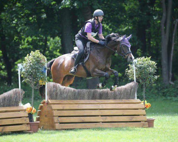 jumper Inspiration (Trakehner, 2019, from Zauberreigen)