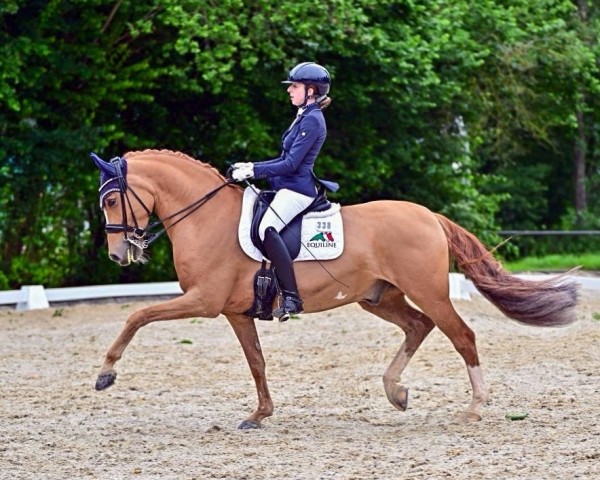 Dressurpferd Danello 4 (Deutsches Reitpony, 2014, von FS Don't Worry)