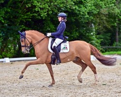 Dressurpferd Danello 4 (Deutsches Reitpony, 2014, von FS Don't Worry)