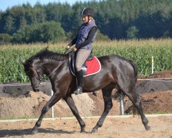 dressage horse Nequita (unknown, 2011)