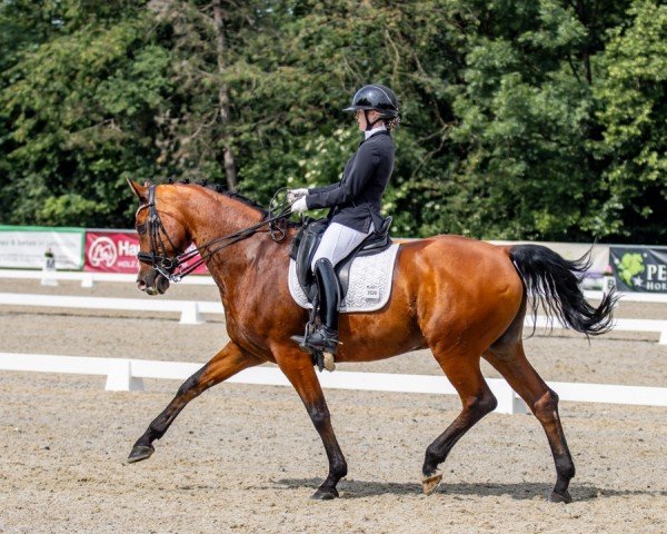 dressage horse Baron Samweiß Gamdschi (Hanoverian, 2008, from Samarant)