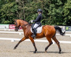 dressage horse Baron Samweiß Gamdschi (Hanoverian, 2008, from Samarant)