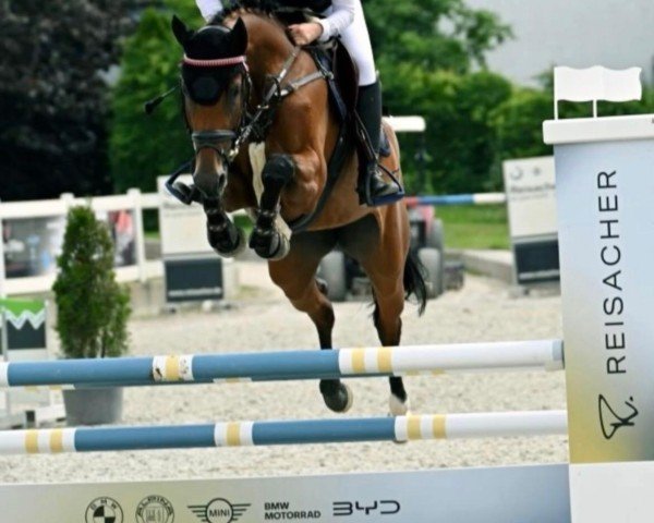 jumper Bijou de la royale (German Sport Horse, 2020, from Baggio 17)