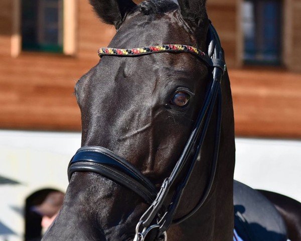 dressage horse Damon's Djamal (Westphalian, 2008, from Damon Hill)
