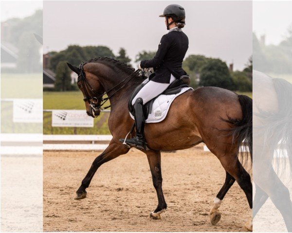 dressage horse Flóki Vilgerdarson (Hanoverian, 2017, from Floris Prince)