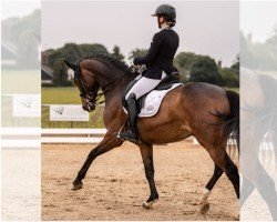 dressage horse Flóki Vilgerdarson (Hanoverian, 2017, from Floris Prince)