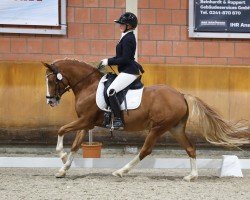 dressage horse Dulcamero (German Riding Pony, 2014, from Dimension AT NRW)