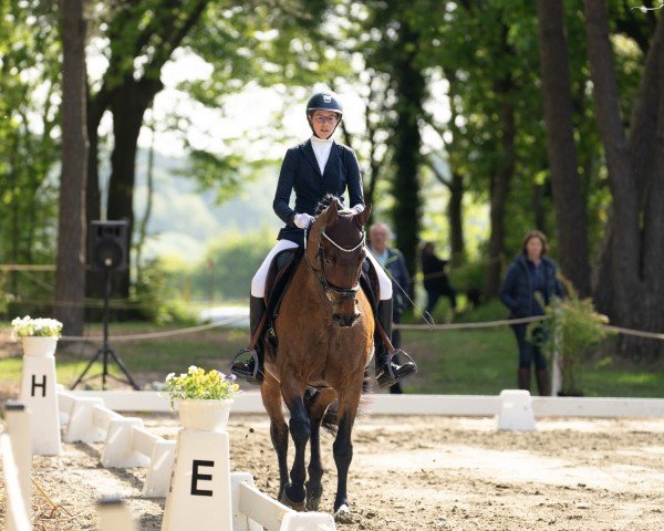 dressage horse Wexel 2 (Swedish Warmblood, 2005, from Weltman)