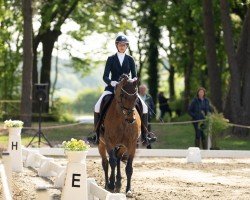 dressage horse Wexel 2 (Swedish Warmblood, 2005, from Weltman)