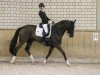 dressage horse Dunhill 84 (Hanoverian, 2006, from Don Crusador)